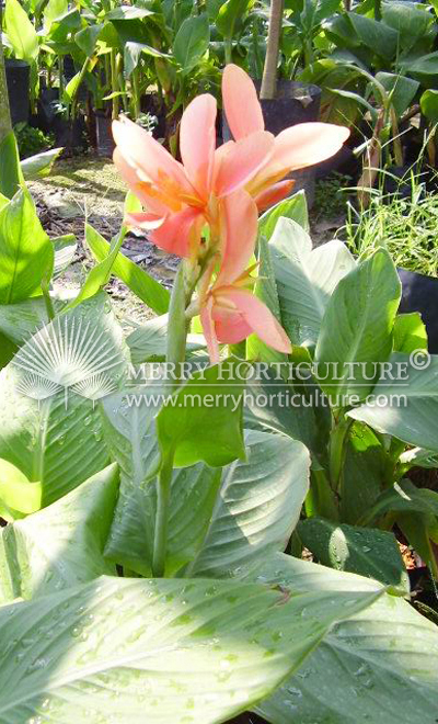 Canna thai pink